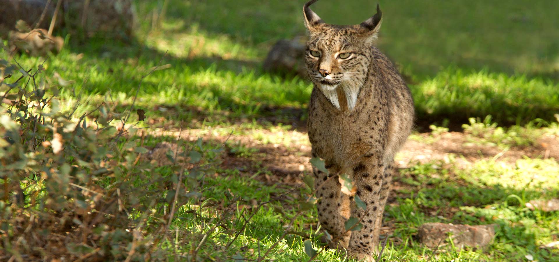 Avistamiento de fauna salvaje